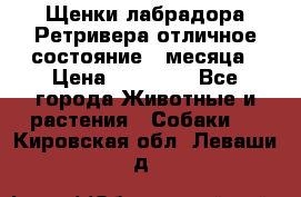 Щенки лабрадора Ретривера отличное состояние 2 месяца › Цена ­ 30 000 - Все города Животные и растения » Собаки   . Кировская обл.,Леваши д.